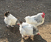 Chicken