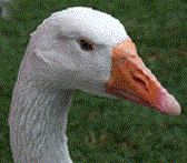 Goose